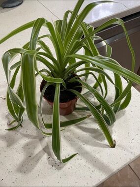 Home Accents Green Variegated Spider Plant - Lush Indoor Foliage